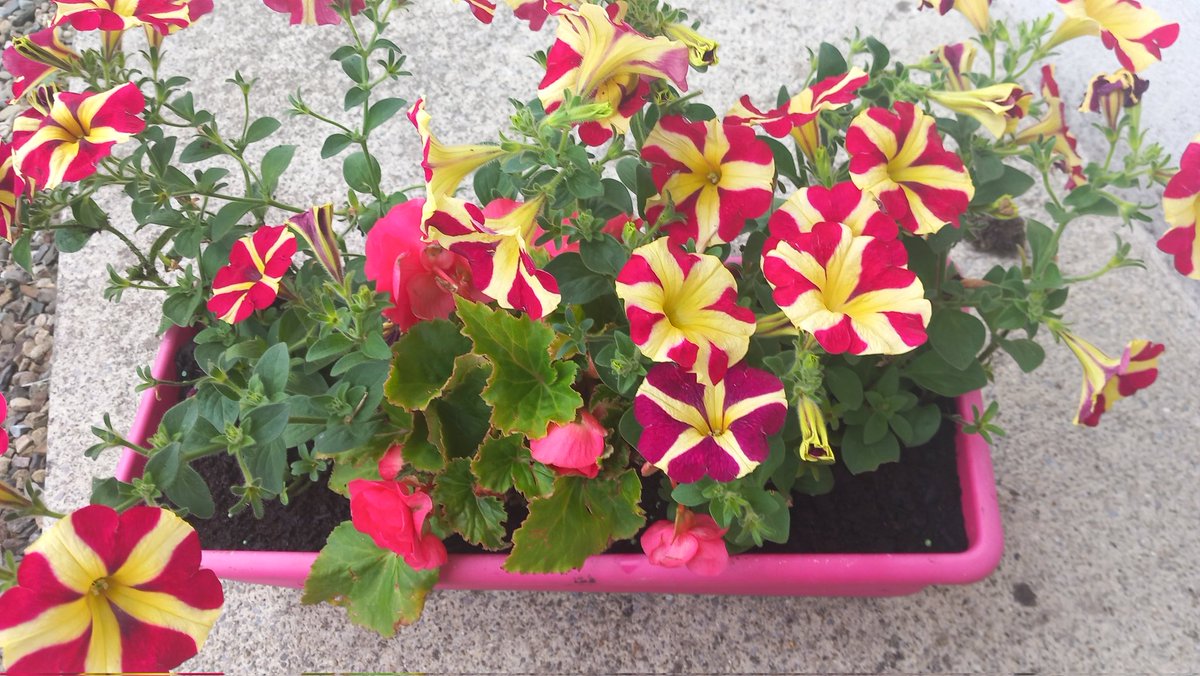 I am absolutely delighted with the window boxes from PALLS.. social enterprise at its best!! <a href="/IrishPrisons/">Irish Prison Service</a> <a href="/probation_irl/">Probation Service</a> ..