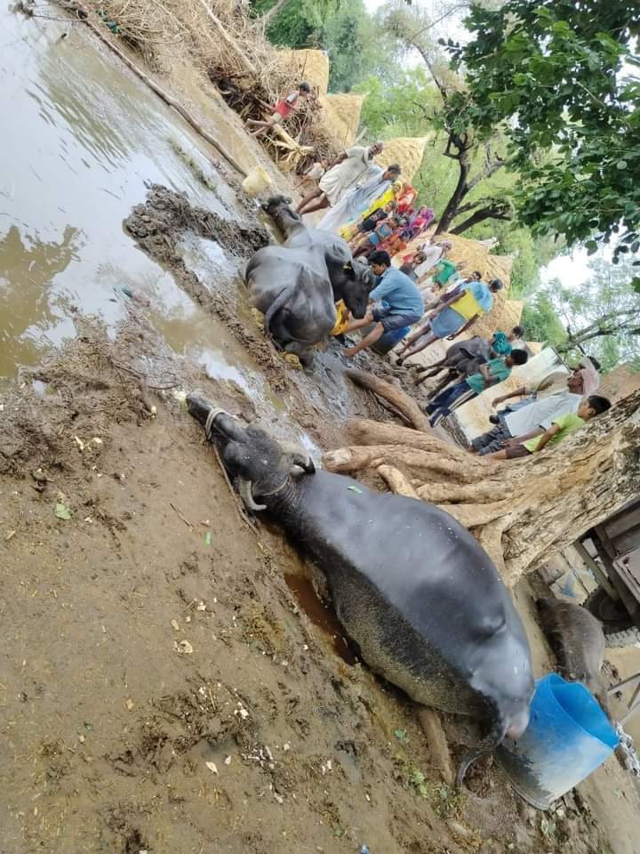 आकाशीय बिजली गिरने से छह मवेशियों की हुई मौत

शाहजहांपुर । जलालाबाद क्षेत्र के गांव लहसना में आज दोपहर आकाशीय बिजली गिरने से गांव के निवासी राजेश्वर पुत्र महेंद्र की 6 मवेशियों की मौत हो गई जिसमें चार भैंस एक पड़िया व एक पड्डा शामिल है <a href="/aajtak/">AajTak</a> <a href="/myogiadityanath/">Yogi Adityanath</a> #viral #Viralvideo