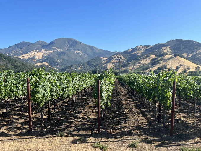 A vineyard with mountains in the background in Napa, California.