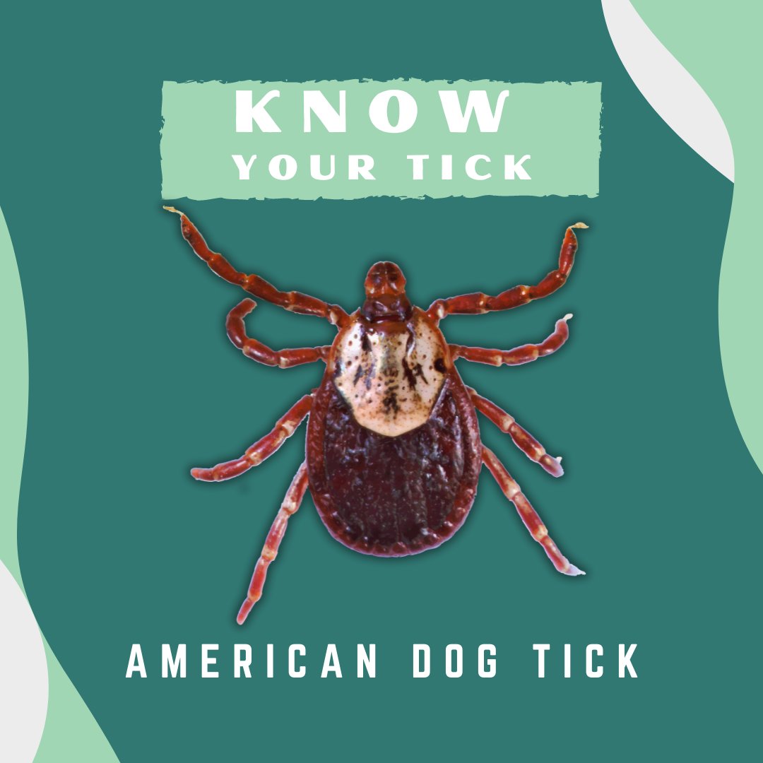 VectorEDNetwork's tweet image. Know Your Tick:
American dog tick adults prefer to feed on medium to large animals including cats, dogs, and humans. Peak activity and the timing of their lifecycle may vary, but adults may be found feeding from April to August.