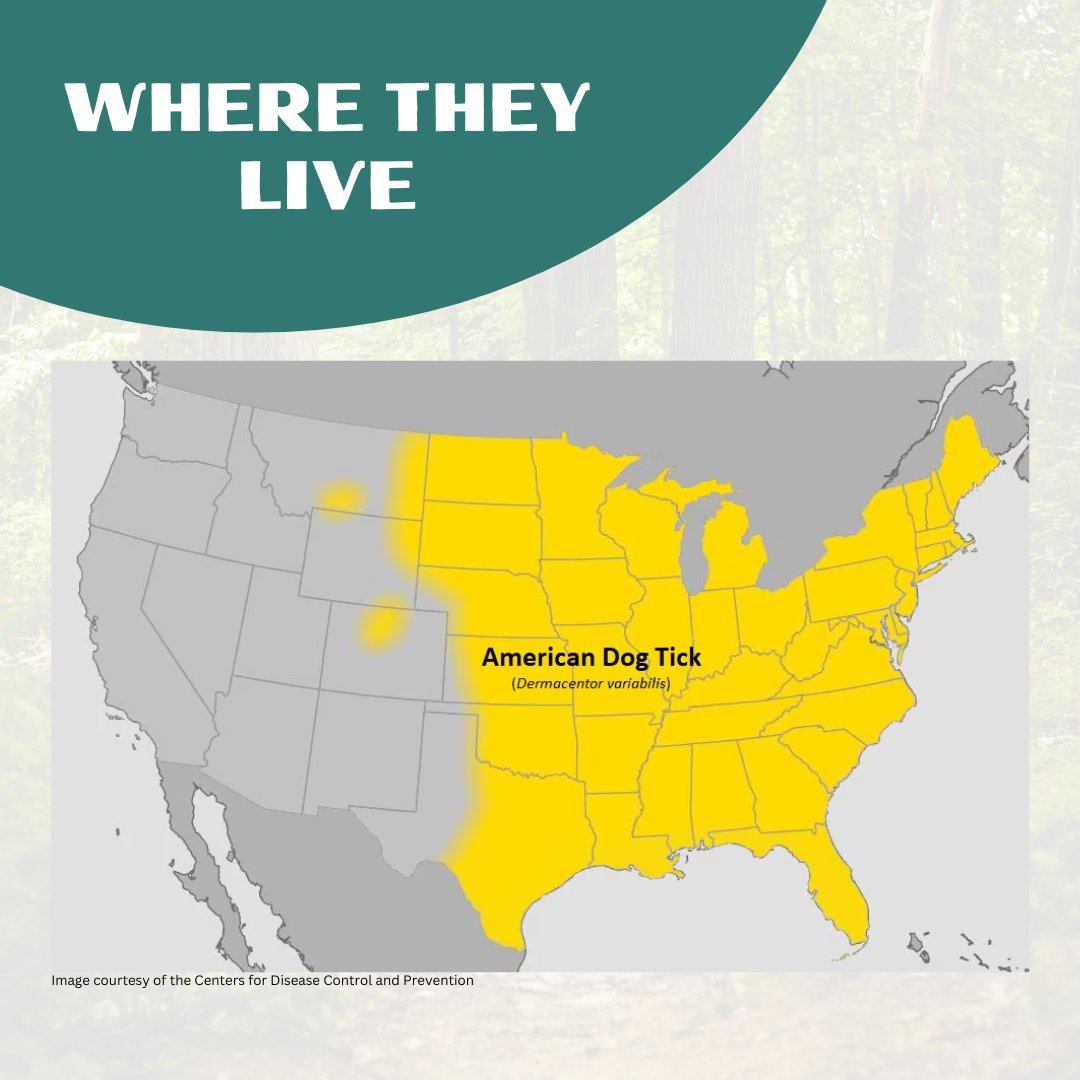 VectorEDNetwork's tweet image. Know Your Tick:
American dog tick adults prefer to feed on medium to large animals including cats, dogs, and humans. Peak activity and the timing of their lifecycle may vary, but adults may be found feeding from April to August.