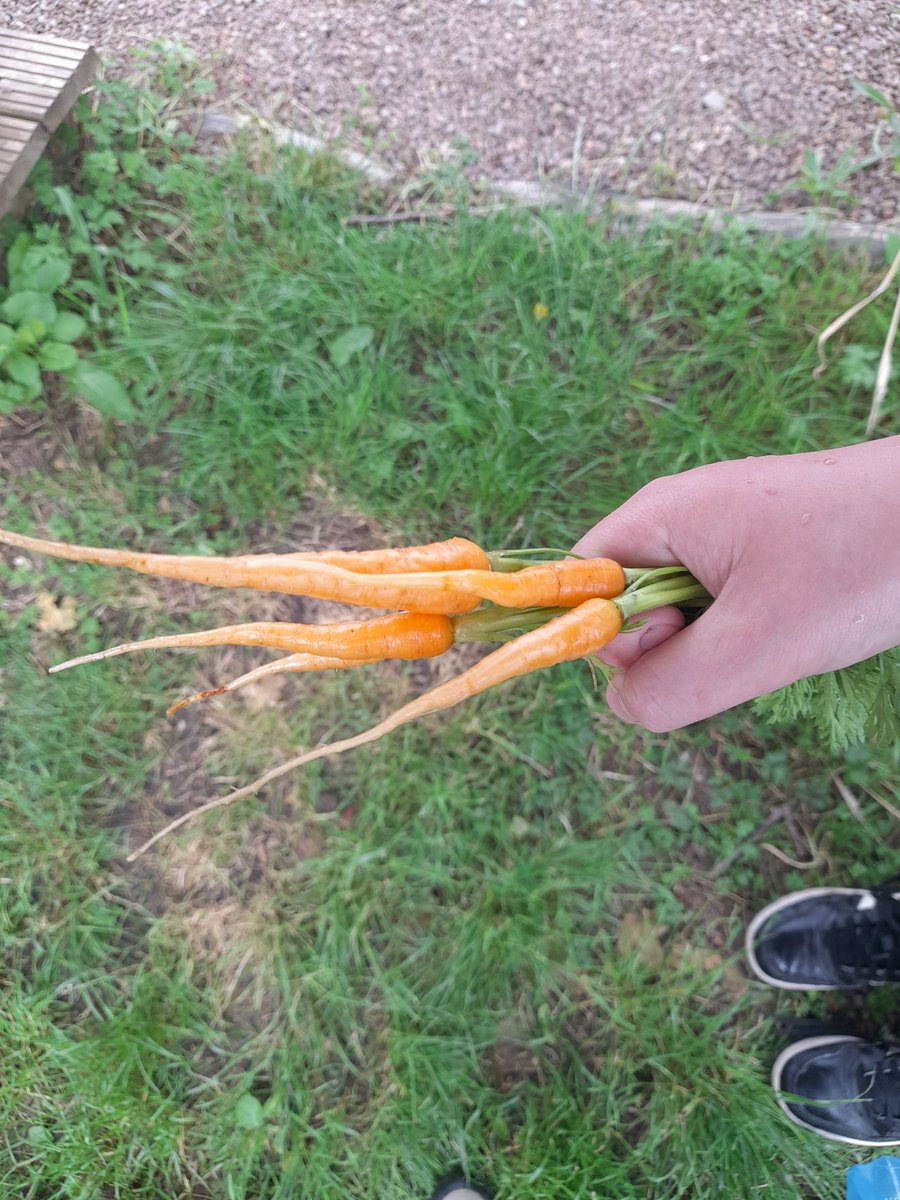 farm_leader's tweet photo. It was a lovely day on school farm harvesting garlic, salad, herbs and a few early carrots. We also sowed some beautiful beans. Happy holidays to all our farmers. 🌞👏 @CanalViewPSEdin @WHGrowers https://t.co/ucedCbcqbk