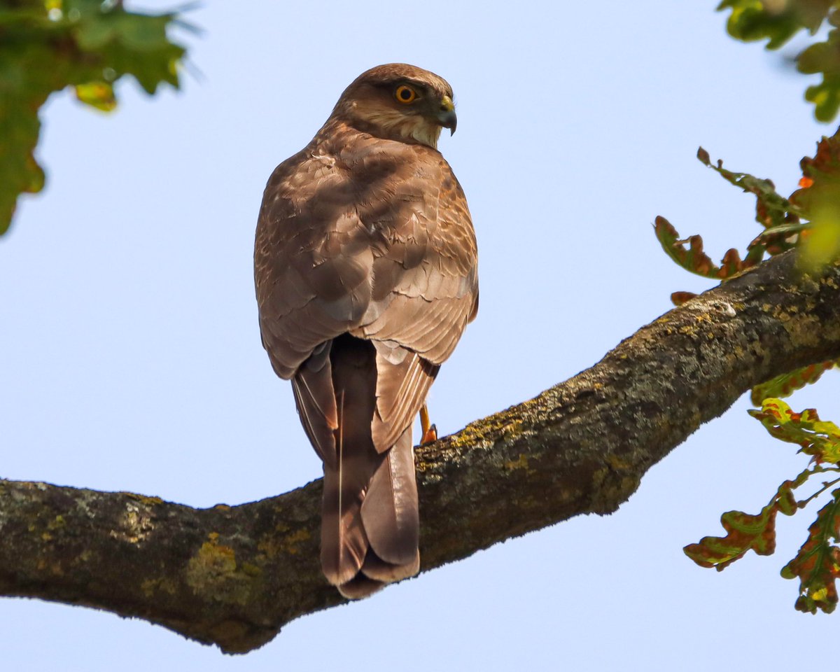 Harry Rice PhD tweet media