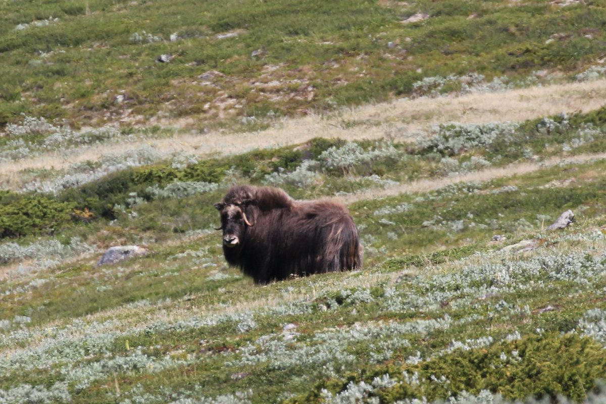 Bou mesquer - Buey almizclero - Muskox
#wildlifephotography #NaturePhotgraphy #fotografia #photography