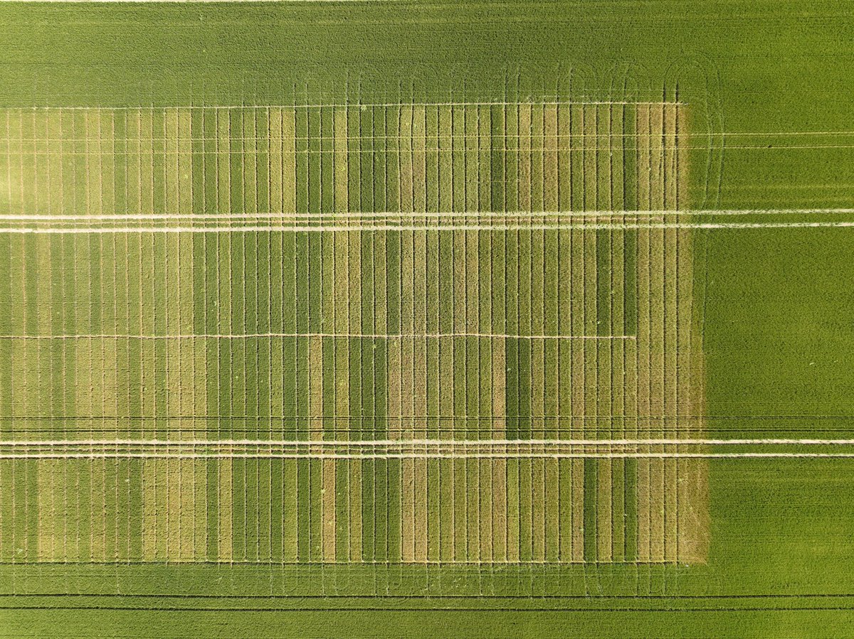 ADASGroup's tweet image. 📸 A fantastic bird's-eye view of our field trials in #Cambridgeshire. 
Each season will bring its own crop protection challenges but this has been an exceptional year for rusts. Clear differences have emerged here with #fungicide treatments really being put to the test 💪