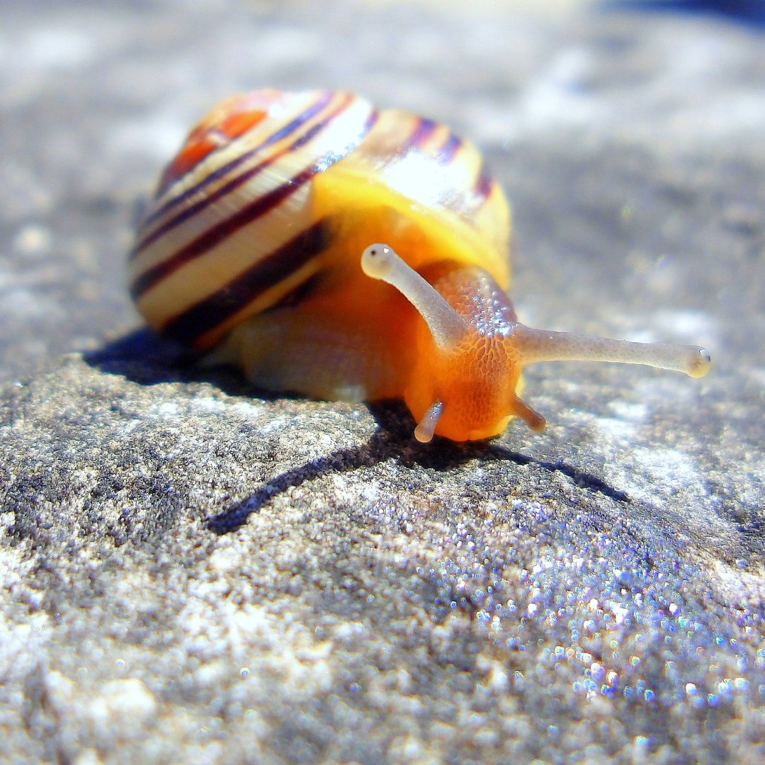 focusonnatureca's tweet photo. Are you feeling sluggish like snail this Wednesday? 🐌
#focusonnature #nonprofitorganization #nonprofit #naturephotography #nature #photography #ontario #ontarioschools #snail #feelingsluggish #happyhumpday #snailshell #snails #studentphotos https://t.co/9dgDWAKAcu