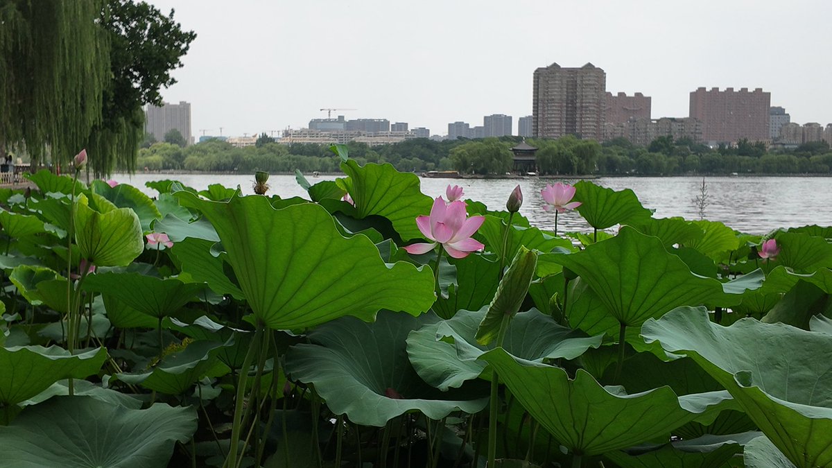 济南泉城爱熊叔 tweet media