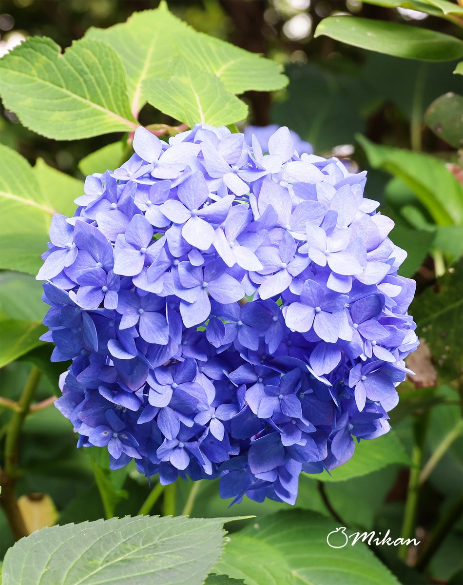 N1T2M322's tweet photo. おはようございます🥰
いつもありがとうございます💞

今日も朝から蒸し暑いです🥵
スッキリしない天気で夕方には雨になりそう🌧️
熱中症にも注意してください🥤

皆さまが素敵な一日になりますように🫶🌿 https://t.co/QVRNh7Xg3c
