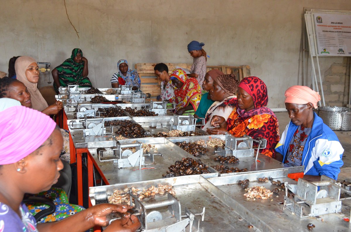 CARETanzania's tweet photo. CARE Tanzania, through the “Innovating Cashew Value Chain Project,” in collaboration with experts from SIDO in Lindi, organized and facilitated a three-day training for 15 #VSLA representatives (13 females and 2 males) on a small scale #cashewprocessing. https://t.co/iy3jDm0mxB