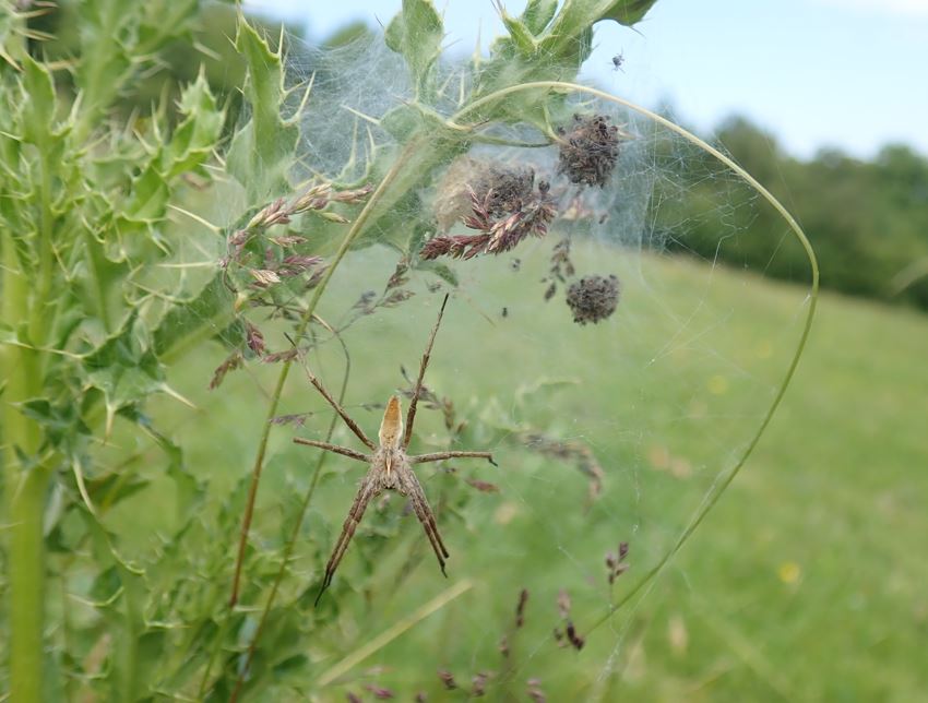 <a href="/DiscovertheWild/">Discover the Wild</a> And here she is with her spiderlings. Attached the 'Metadata' just for <a href="/DiscovertheWild/">Discover the Wild</a> 😈 <a href="/BritishSpiders/">BAS</a> Great to find two of our larger UK spiders in one day.