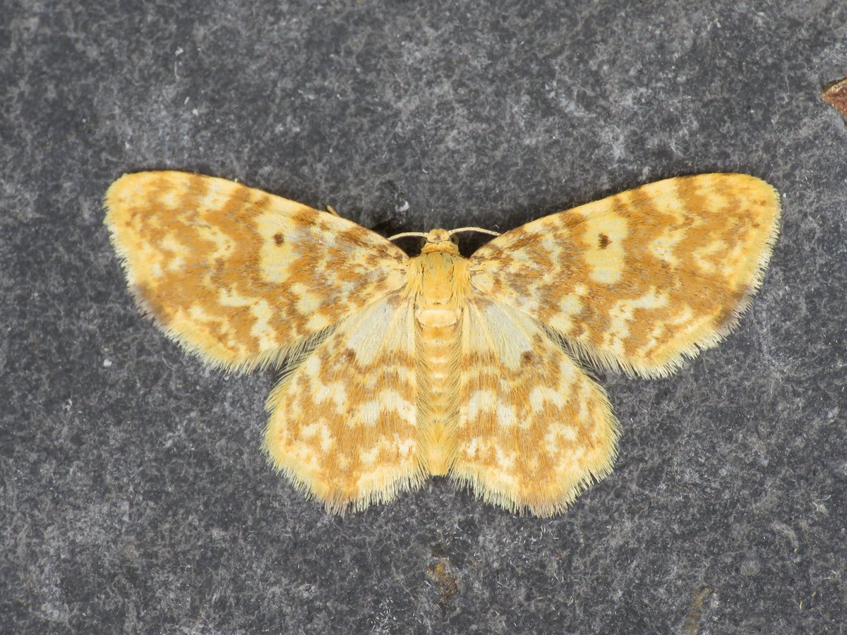 Starting to get busy in the moth trap with 262 moths of 84 species last night. If there's one moth that matches the weather it has to be this Small Yellow Wave ☀️🦋☀️#VC64 #Otley <a href="/BradfordNature/">Bradford Nature</a> <a href="/WildaboutOtley/">Wildlife Friendly Otley WildaboutOtley.bsky.social</a>