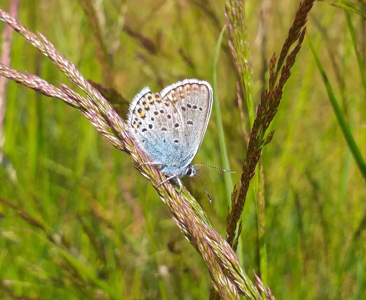 Ipswich golf club ecology page tweet media
