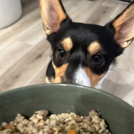 Hungry eyes 😍 ...you can't just say it, you have to sing it 🎶 

📸: <a href="/its/">its</a>.bowsers.world