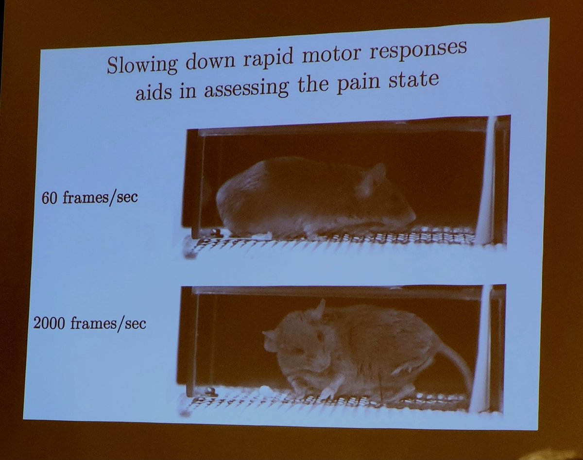 Rima El-Sayed (@rimaelsayed1) on Twitter photo Beyond pain scores/reflexes: the wealth of additional knowledge from expressions and rapid movements in people and animals - particularly when captured by high-speed videography as demonstrated by <a href="/IshmailSaboor/">Ishmail Abdus-Saboor</a> at <a href="/NAPainSchool/">North American Pain School</a> #NAPainSchool Beyond pain scores/reflexes: the wealth of additional knowledge from expressions and rapid movements in people and animals - particularly when captured by high-speed videography as demonstrated by <a href="/IshmailSaboor/">Ishmail Abdus-Saboor</a> at <a href="/NAPainSchool/">North American Pain School</a> #NAPainSchool
