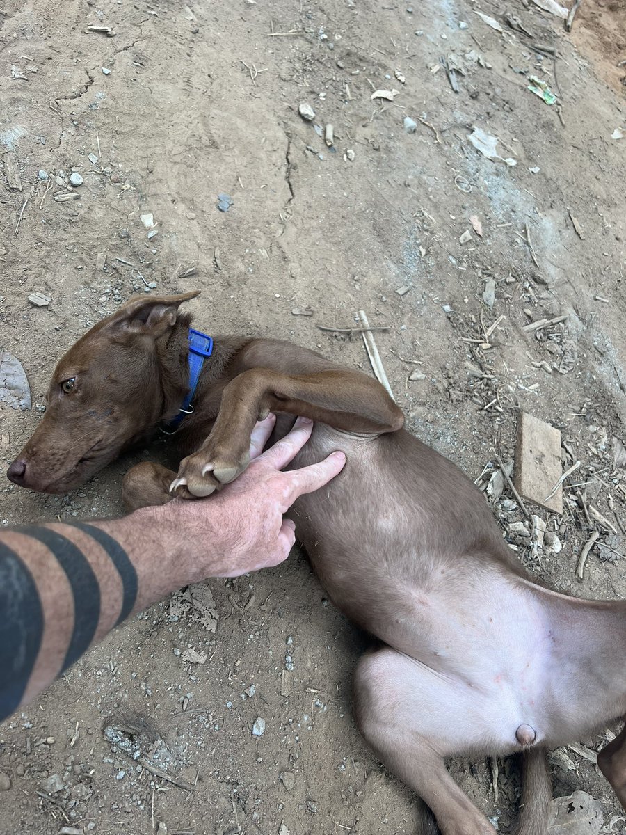 A little story of buttons the dog who invited herself into our sanctuary. 

She’d been left alone in the jungle as a puppy. I don’t think anybody could have predicted this ending… (1/6)
