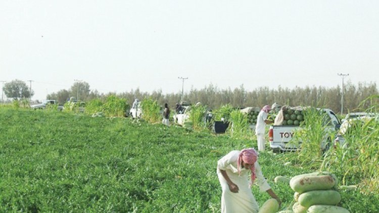 sa_midad's tweet photo. جح ساجر
عادة الصيف عند السعوديين؛ لخفض درجات الحرارة

لتخفيف وطأة حرارة الجو وسخونة الشمس، غازل سكان ساجر أرضهم الزراعية ببذور الحبحب التي أودعوها في باطنها، فأخرجت مثلّجات تبدد القيظ وتبرّد الأجساد؛ إلى أن تموضعت هذه الفاكهة الباردة صيفاً على المائدة السعودية. 

"جح ساجر" هو "استبراد" في خضم الصيف. لا سيما أن ساجر   علامة جودة تضمن لذة الحبحب التي تستجلب الشتاء؛ عطفاً على أرضها الخصبة ومياهها الجوفية، ويأتي "السوق الموسمي" فيها  بأنواع مختلفة من الحبحب، ويكون مقصداً للمشترين.

ولجح ساجر لون أحمر وسكر عذب وماء قراح، وهو ما ميّزه عند الناس.
كما أنه حظي بصيت عالمي، فأحبه أبن ثقافة الساموراي؛ السفير الياباني لدى المملكة فوميو إيواي الذي ذهب إلى ساجر لأجله.

وبينما يتنزه البعض في البلدان الباردة، كان "جح ساجر" مأوى ضحايا الصيف
الله لكم يا أهل اليدين المفاليس
أبطى علنا ذا السنة جح ساجر

وهو جهاز التبريد الذي تهديه لنا الأرض:
واليا حداه الصيف والحر لا أقصاه
كبده يبردها على جح ساجر

ولذلك يردد القابعون تحت حرارة الشمس:
"حنا يبرّد جونا جح ساجر"