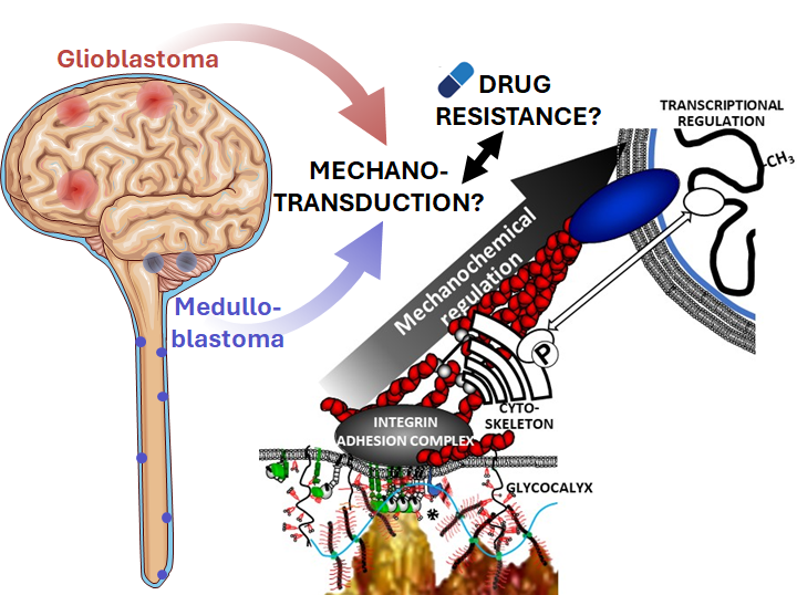 CarstenSchulte4's tweet photo. Deadline extended! 
If you are looking for a PhD opportunity and are interested in cellular mechanobiology and its role in cancer and the development of drug resistance, as well as bioimaging approaches, click on this link or contact me:
👉https://t.co/H7AkBLYCIk https://t.co/5u8ALMlNYC