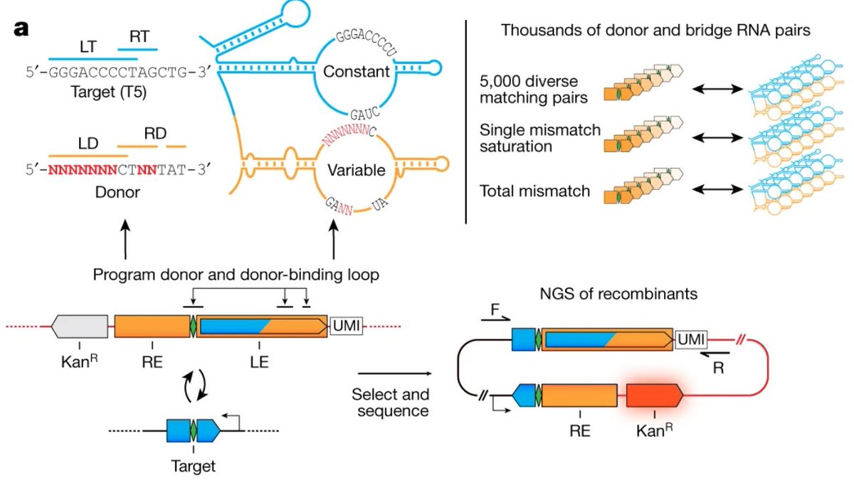 Adéla Přibylová tweet media