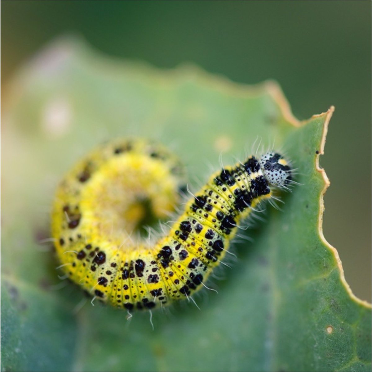 SummitChemical's tweet photo. Biological Caterpillar &amp; Webworm Control...
You may be familiar with our Mosquito Bits® and Mosquito Dunks®, but did you know we also offer Biological Caterpillar and webworm Control? 
* OMRI listed and approved for use in organic gardening
https://t.co/8pVlOG3NXi https://t.co/YK3Z1TzzUN