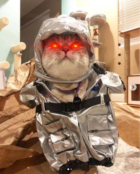 MOON CAT | $MC tweet media