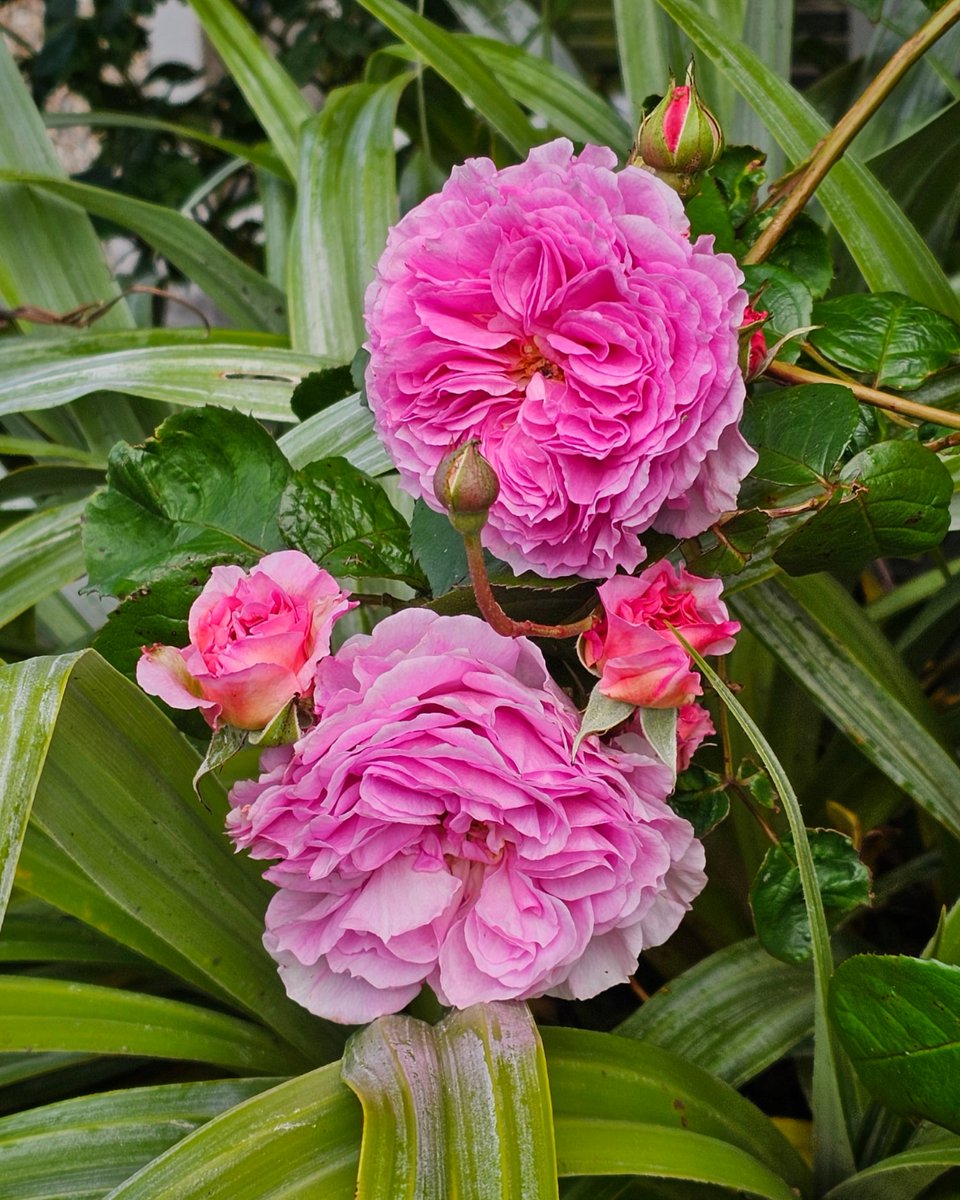The climbing Rose 'James Galway' putting on a show on the north facing wall of our house.