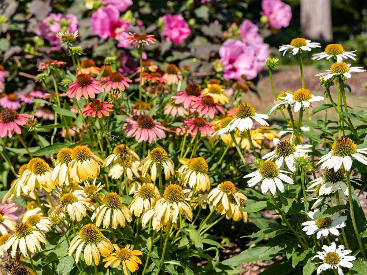 Dallas Arboretum tweet media