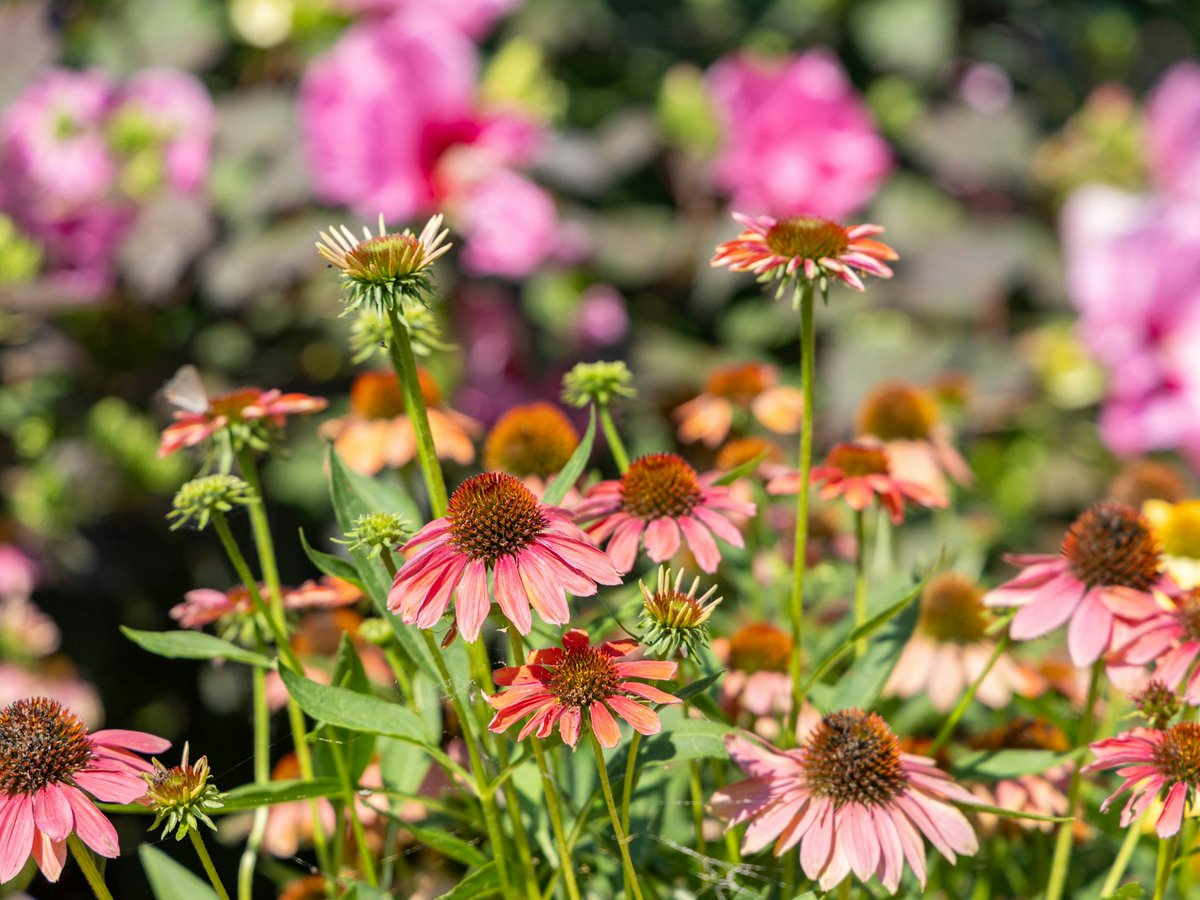 Dallas Arboretum tweet media