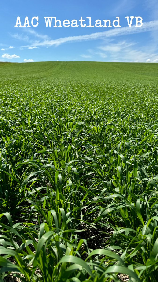 SeCanLauren's tweet image. The FIRST actual field I’ve been in of AAC Oakman VB #solidstem &amp;amp; @MidgeTolWheat at @WylieSeeds_Dale near Biggar #Sask So exciting!! Right across the road from gold standard AAC Wheatland VB 🌾 #rainisagoodthing