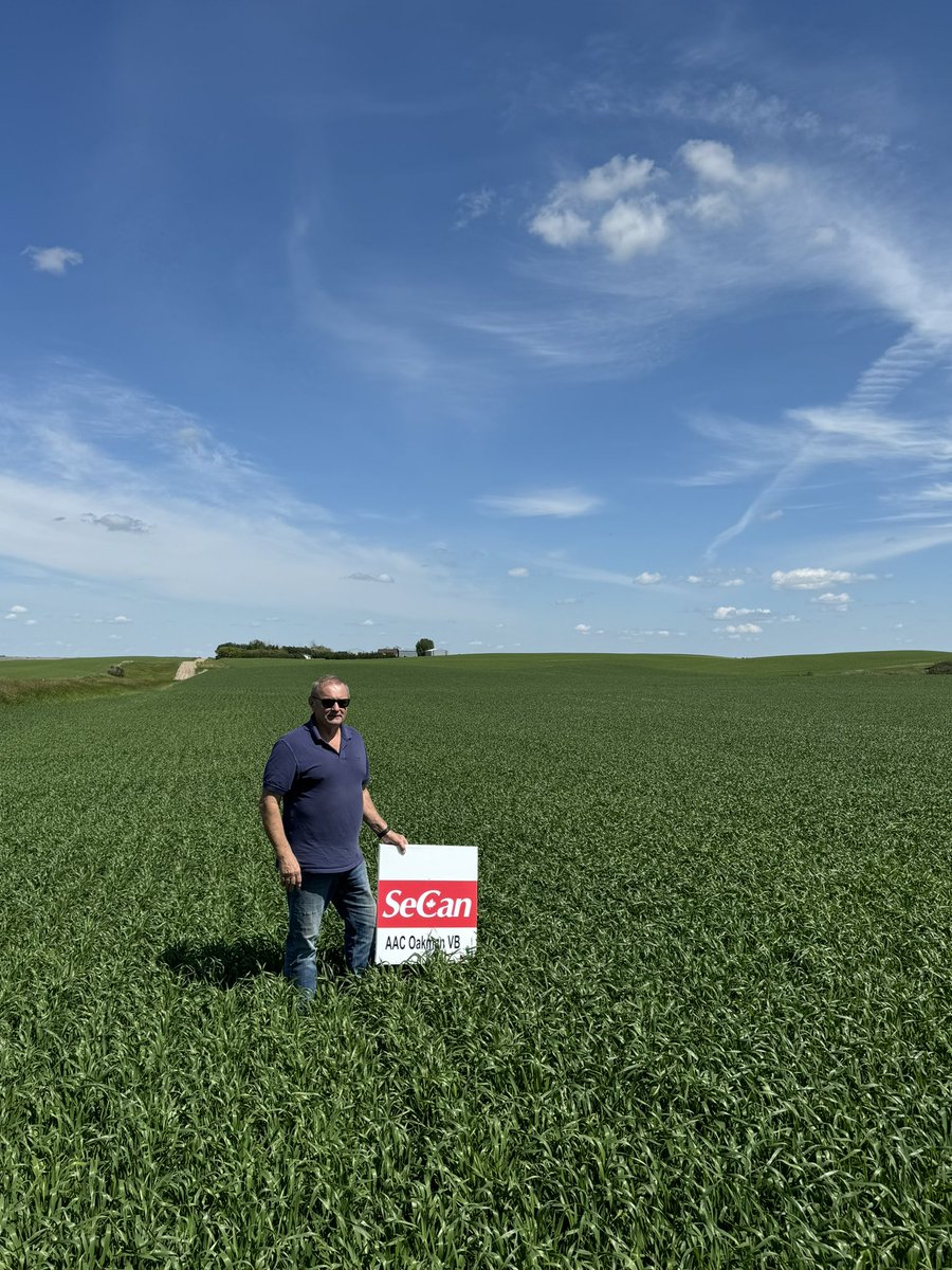 SeCanLauren's tweet image. The FIRST actual field I’ve been in of AAC Oakman VB #solidstem &amp;amp; @MidgeTolWheat at @WylieSeeds_Dale near Biggar #Sask So exciting!! Right across the road from gold standard AAC Wheatland VB 🌾 #rainisagoodthing