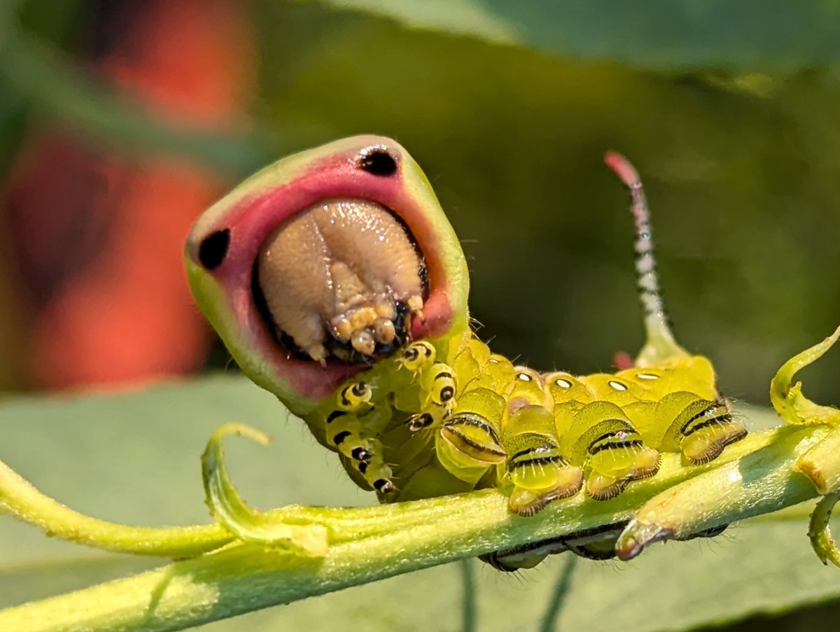 Puss moth caterpillar hiding in the willow tree this evening