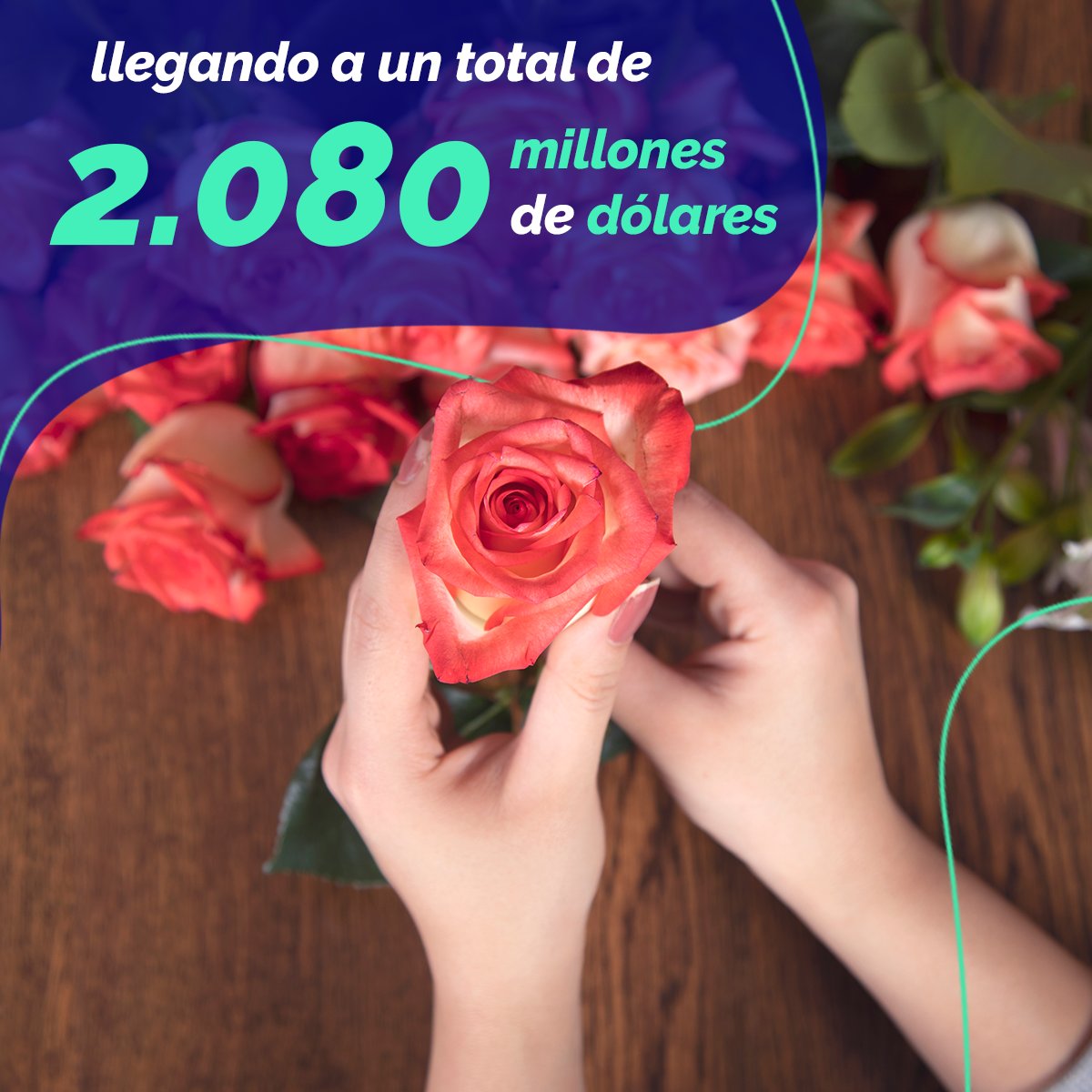 🌹El sector #floricultor es clave en la economía nacional y proyecta una imagen positiva en los mercados internacionales. En 2023, las flores representaron el 4.2% de las ventas externas del país, alcanzando un valor de 2.080 millones de dólares.