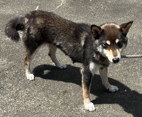 🆘緊急🆘#拡散希望
🆘収容期限7/3(水)🆘
6/25(火)#千葉県 #鴨川市 #平塚
#首輪なし #人馴れ
中型黒白茶♀#柴犬
🆘大至急‼️🆘🙇🏻‍♂️
安房保健所℡0470224511
#迷い犬 #迷子犬 #保護犬 #収容犬 #犬 #しばいぬ #shibainu #黒柴犬 #黒柴 #黒い柴犬 #黒芝 #芝犬 #柴 #シバ #しば #黒 #人慣れ #柴犬のいる暮らし