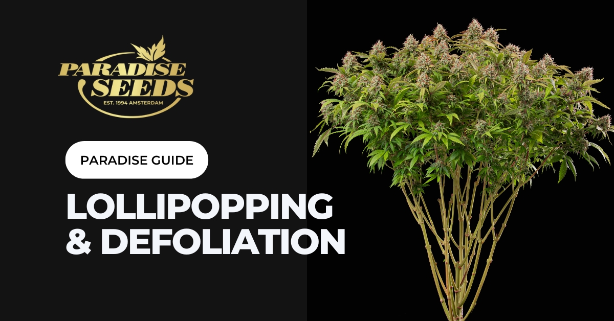 paradiseseeds's tweet photo. Do you lollipop? Do you defoliate? Perhaps you do a bit of both! These highly effective pruning methods get investigated in our blog.
Check it out: https://t.co/5eA5Mmyo4h
#paradiseseeds #finestseedcollection #cannabiscommunity #lollipopping #defoliation https://t.co/V9J69Mx8QL