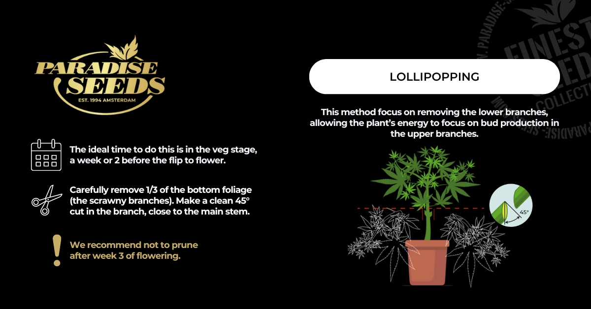 paradiseseeds's tweet photo. Do you lollipop? Do you defoliate? Perhaps you do a bit of both! These highly effective pruning methods get investigated in our blog.
Check it out: https://t.co/5eA5Mmyo4h
#paradiseseeds #finestseedcollection #cannabiscommunity #lollipopping #defoliation https://t.co/V9J69Mx8QL