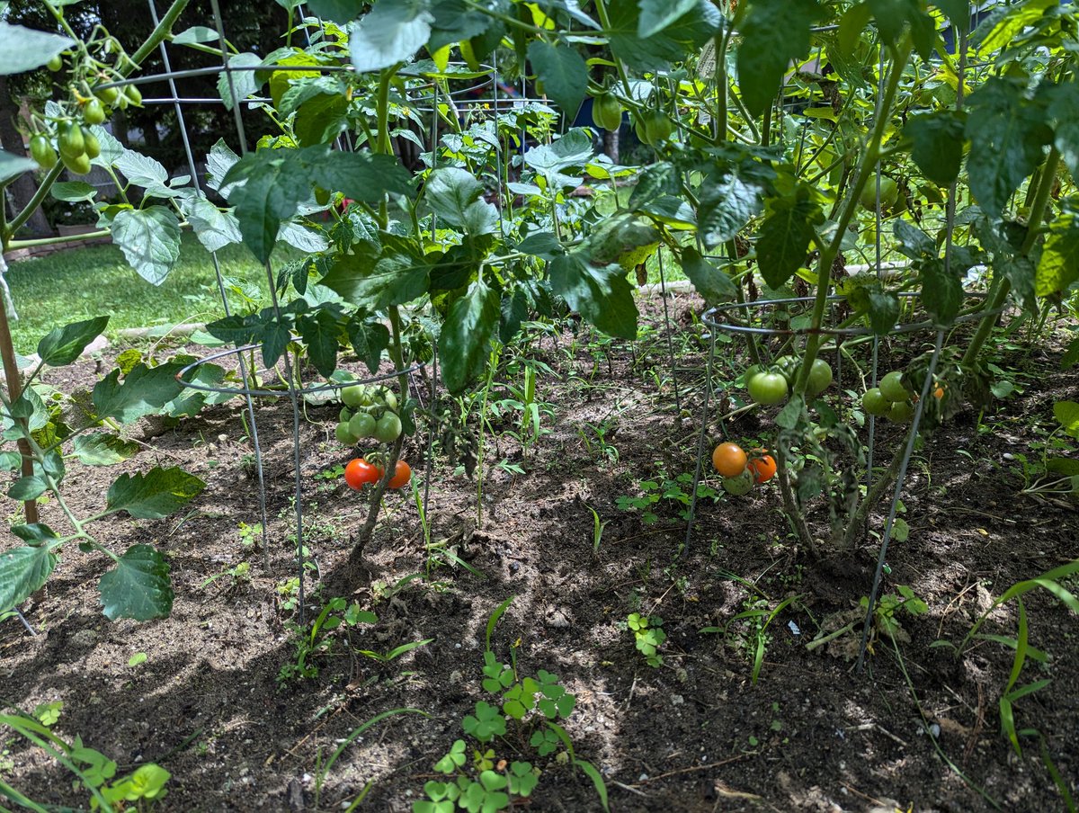 Гісторыя маіх сацсетак: спачатку ты посьціш мемы, потым фоткі дзяцей, а потым памідоры.
Неяк да фотак з голай дупай і нюдзелі не дайшло))) А ўсё таму што трэба было не мемы ў маладосьці глядзець, а дупу мацаваць 🙃 
Хаця ....ніколі не позна)