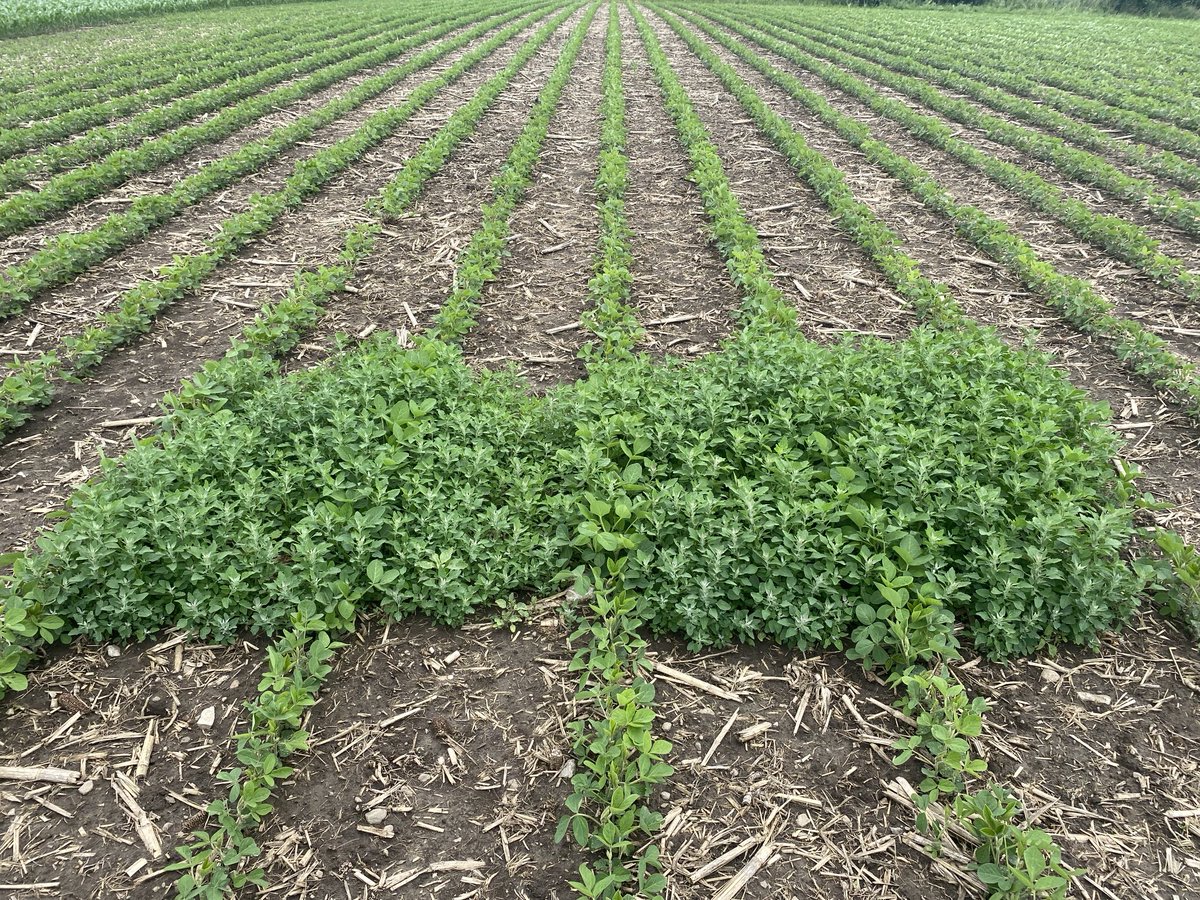 What’s happening in the Enlist world these days? Outstanding weed control!  Enlist 1 + Glyphosate + Classic for the win. Laid a tarp down ahead of application at 1st trifoliate stage for check strip ⁦<a href="/thursthill/">Jeff Thurston</a>⁩ ⁦<a href="/mjhickson9/">Maggie-Jo Hickson</a>⁩ ⁦<a href="/PioneerSeedsCA/">Pioneer Seeds Canada</a>⁩