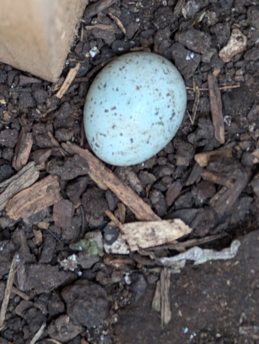 Y2Torrisholme's tweet photo. The quails are loving their new home in my garden so much that one laid its first egg today. Lifecycle complete ✅ @TorrisholmeCPS https://t.co/5v0t4SlzCx