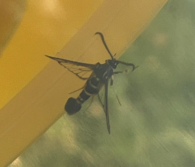 fraser mcconnell tweet media