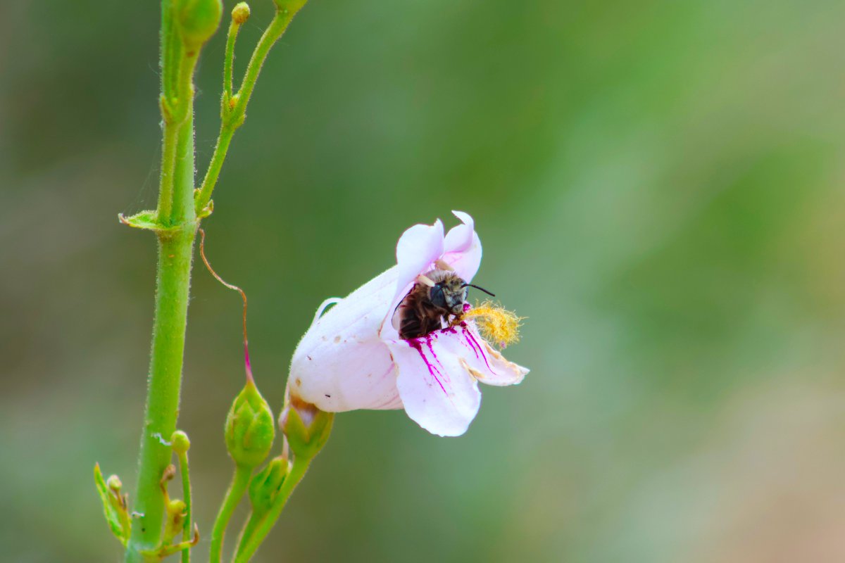 Seans_Eye_View's tweet photo. Peek-a-boo.

#photo #photography #photooftheday #naturephotography #bee #photographylovers #flowerphotography #photolovers #naturephoto https://t.co/VYYp6RCULF