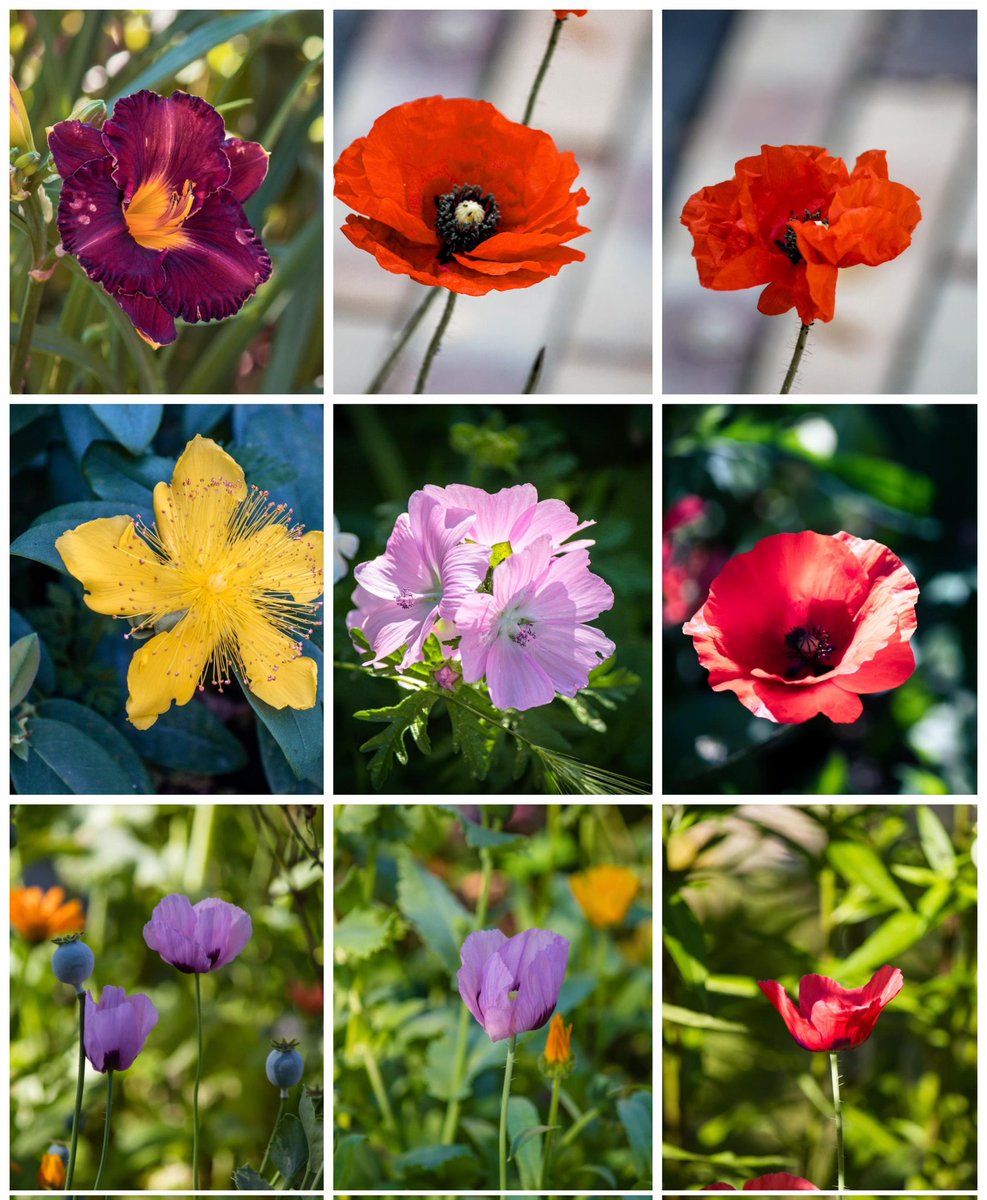 Bunt....
#flowerpictures #flowerpower #FlowerPhotography