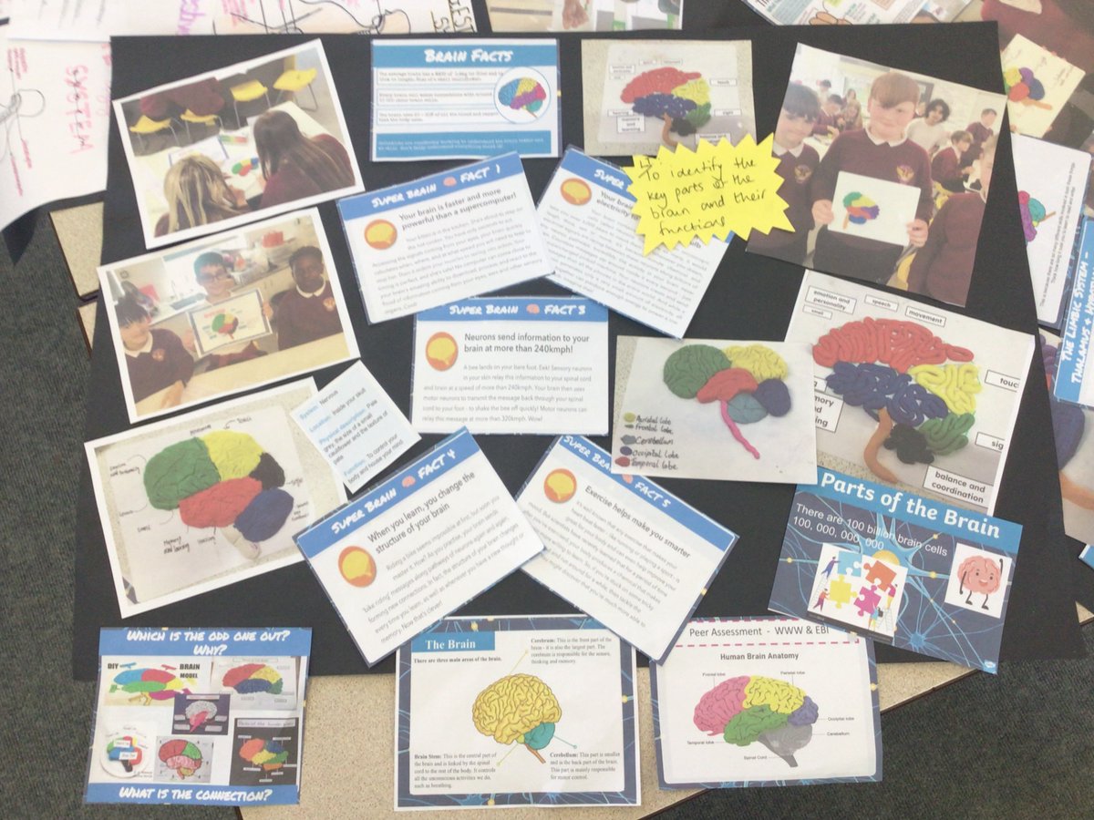 WellfieldMiddle's tweet photo. KS3 Brilliant Biology on display tonight at our evening of culture #WMSlovesScience #anatomyofthebrain #developingbaby #digestivesystem #creativity #eveningofculture https://t.co/5rFCF3hcO2