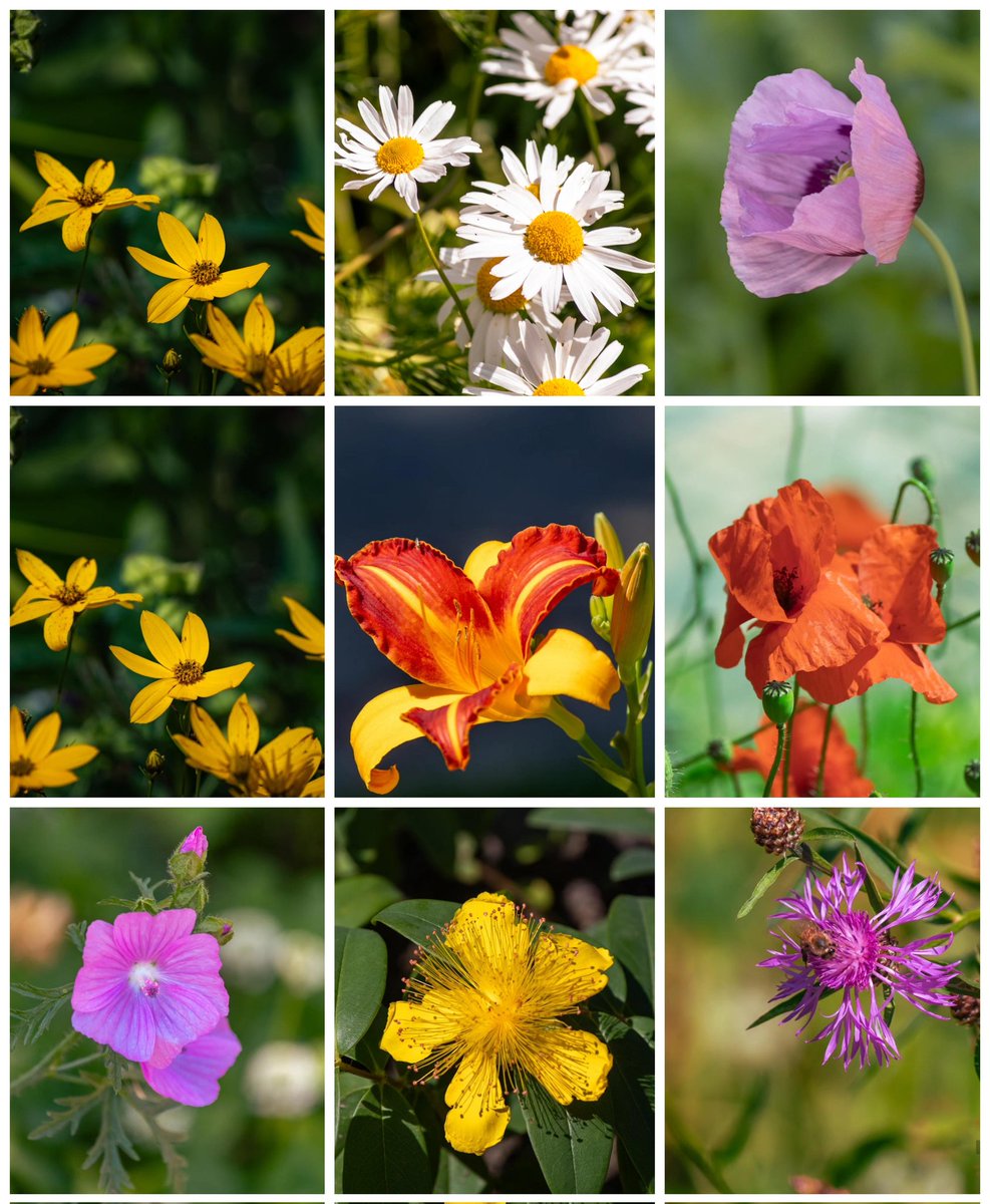 Die nächsten...
#flowerpictures #flowerpower #FlowerPhotography