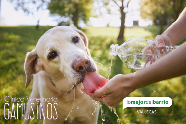 El verano es una estación de ocio y disfrute con tu perro 🐶pero también puede presentar riesgos para su salud si no tomas las precauciones adecuadas.
<a href="/gamusinos/">Gamusinos</a> nos deja aquí algunos consejos y cuidados que debemos tener con nuestros perros en verano:

lomejordelbarrio.com/ensanchedevall…