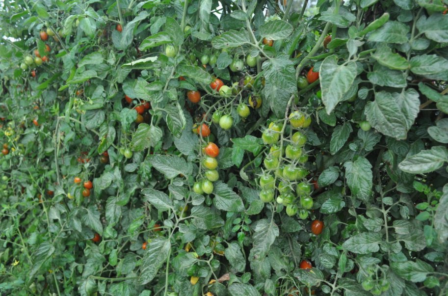 XenTari WG is a leading Bt #insecticide that controls a broad range of pests with proven control on tomato looper in greenhouses. Learn more: bit.ly/3qk018j