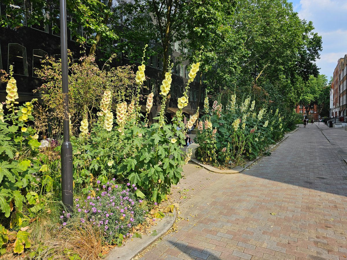 Alfred Place in Camden, from barren road to wildlife haven.