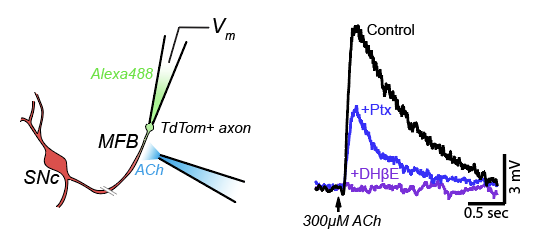 Sam Brill-Weil tweet media