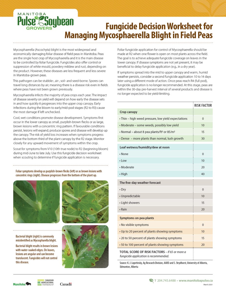 Curious about managing Mycosphaerella Blight in #fieldpeas? Check out this factsheet 👉ow.ly/F2IK50ON8e0