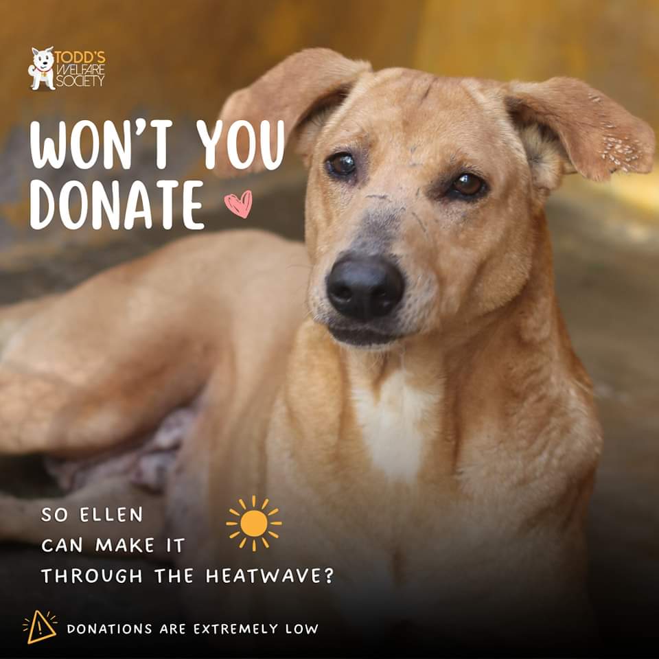 Ellen is one of our oldest residents at the shelter. She's a cancer survivor and has scars that have quite the story of both strength and bravery. 
Ellen is dependent on us for life and without your donations, we just cannot do it all. 
Please help 
PayPal: twsociety.pk@gmail.com