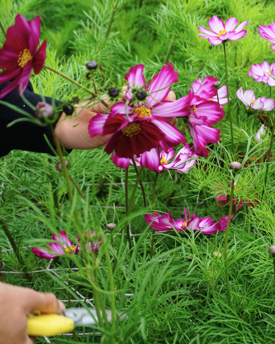 fiveacrefarmer's tweet photo. Cosmos are in full bloom at our flower patches 🌸

Just one of our favourite flowers to pick, look at those vibrant pinks 💖

Who will be joining us this weekend to pick their own bunches of flowers?

📍Five Acre Farm, Backwell https://t.co/yBLVWnubMS