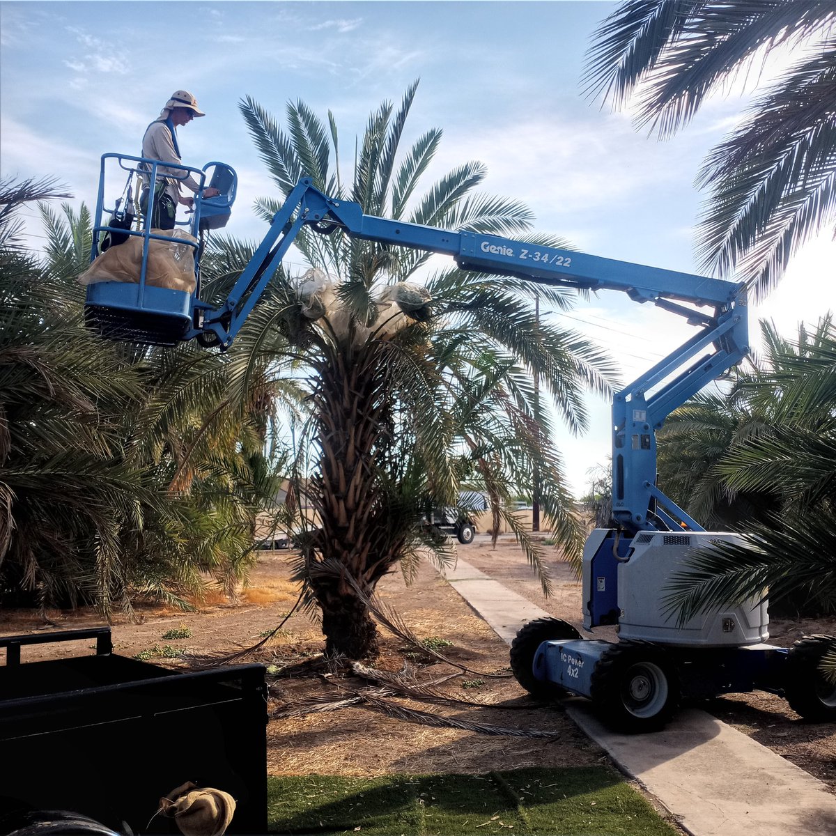 Joshua tied mesh bags on  7  bunches of Khalasa, 11 on Rhars and 14 on Maktoom. Nice work this week!